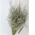 OX279 Natural Dried Limonium Flower Lover Grass Deried Limonium Caspium Decorative Flower bunch Dried Flower Bouquet Lovergrass