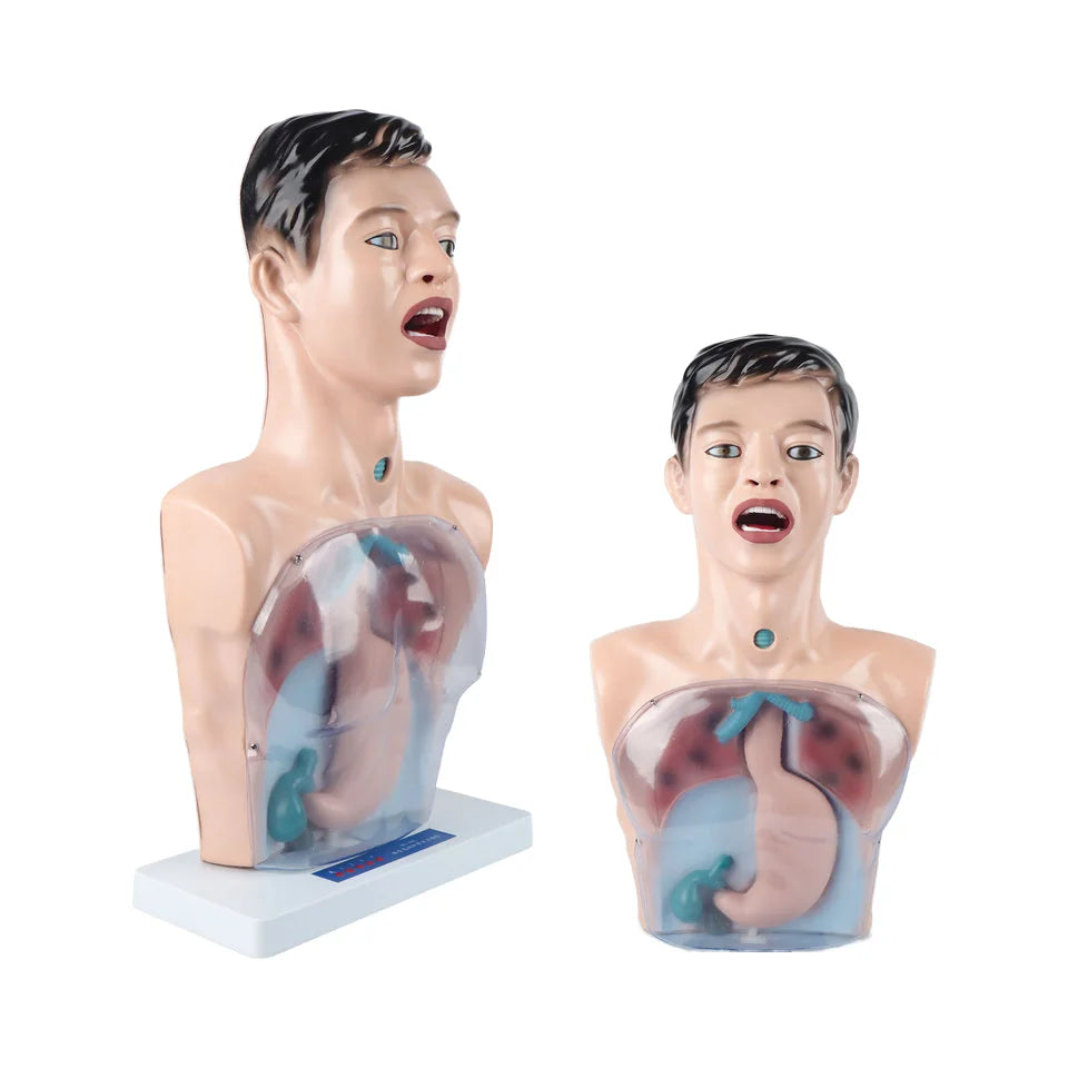 Advance PVC Transparent Gastric Lavage Simulator Medical Science Model for Nurse Training and Medical Schools