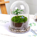 Contemporary Style High Borosilicate Glass Terrarium Air Plant Planter with Glass Base for Tabletop Vase Decorations