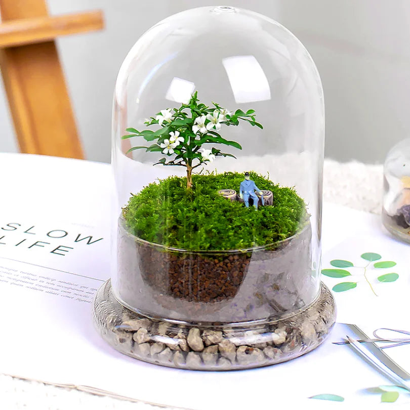 Contemporary Style High Borosilicate Glass Terrarium Air Plant Planter with Glass Base for Tabletop Vase Decorations