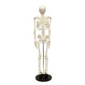 Human Skeleton Model 45cm  Medical Human Anatomical Plastic Skeleton Model