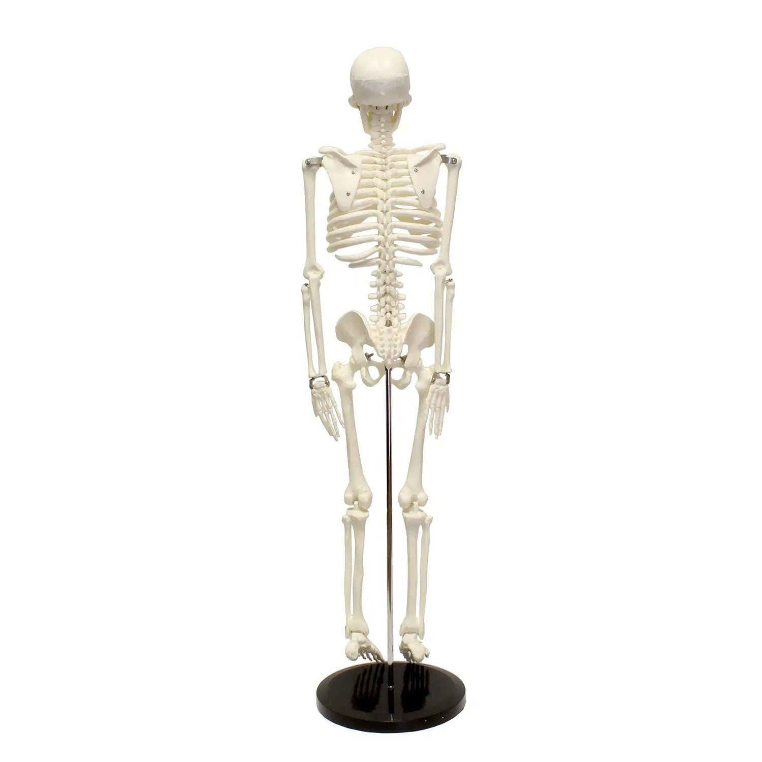 Human Skeleton Model 45cm  Medical Human Anatomical Plastic Skeleton Model