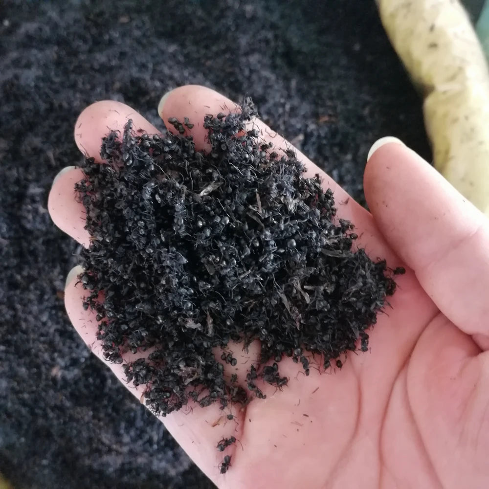 Wild Raw Dried Silky Dusky Ant Formica Fusca Black-colored High Grade for Sale
