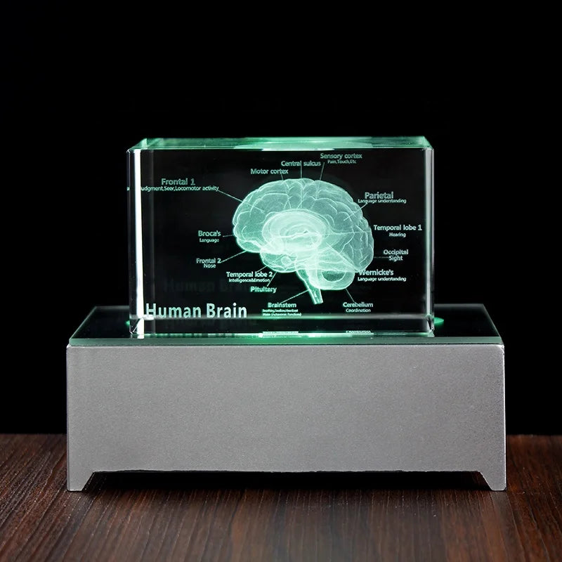 3D Human Anatomical Model Crystal Laser Brain Sculpture Cube Paperweight Figurines Thinking Medical Science Gift
