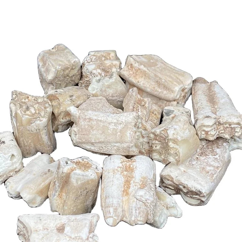 Long Chi Natural Old Dried Mammalian Animal Mammal Tooth fossil for Herb