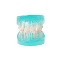 Dental Teaching Study Standard Typodont Demonstration Teeth Model High Quality Pro