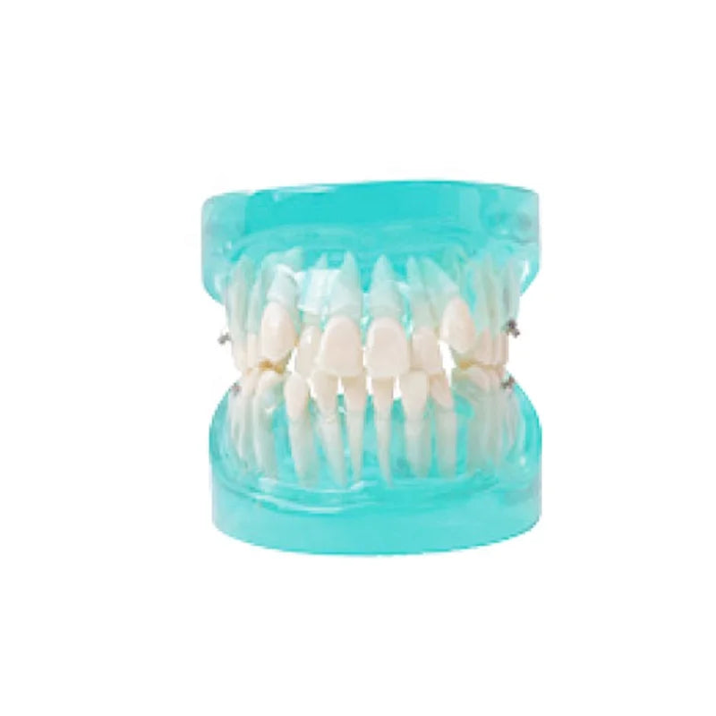 Dental Teaching Study Standard Typodont Demonstration Teeth Model High Quality Pro