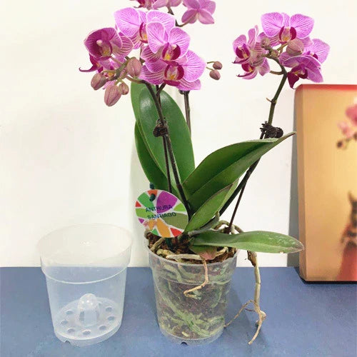 Wholesale Transparent Orchid Clear Plastic Pots Transparent Clear Plastic Orchid Pot for Home Indoor Outdoor