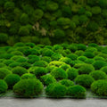 Eco-friendly Pillow Bun Cushion 3D Real Natural Green Stabilized Preserved Pole Moss for Terrariums Gardening Art Wall Decor