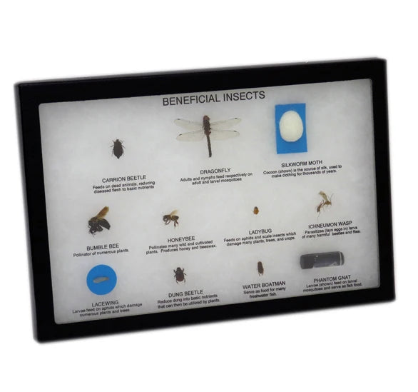Specialized Insect Tray Boxes for Storing and Organizing Insect Collections