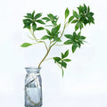 Artificial Real Touch Latex Japanese Bell Plant Leaf for Home Decoration