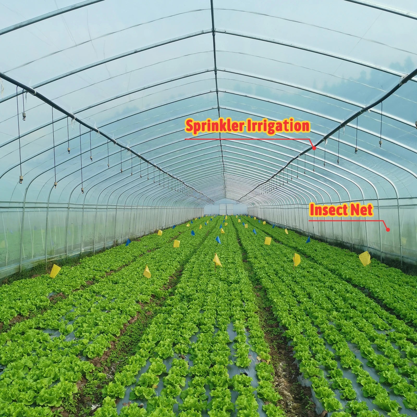 Agricultural Single Span Tunnel Green House Sprinkler Irrigation Lettuce Greenhouse for Farm