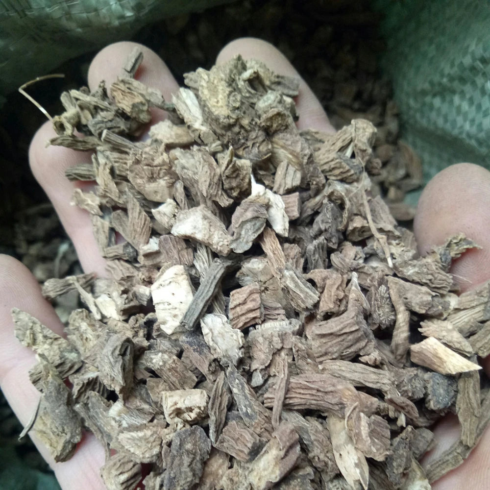 Xu Duan Dried Dipsacus Asperoides Root Himalayan Teasel Roots for Sale