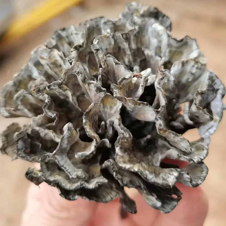 Gan Ba Jun Wild Natural Dried Thelephora Ganbajun Mushrooms for Sale