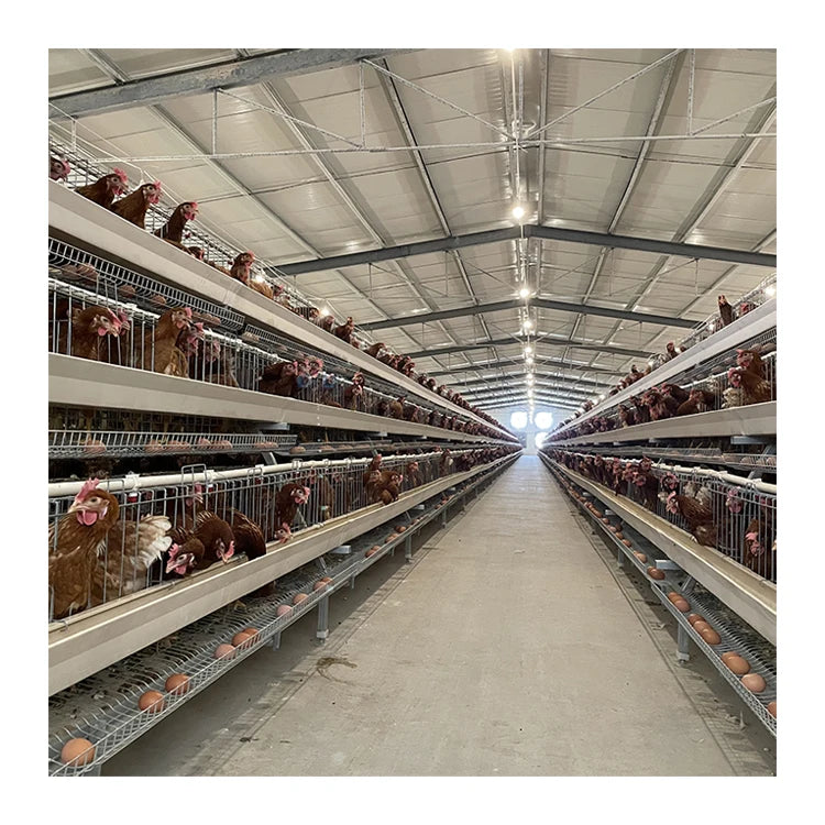 Q235 Hot-dip Galvanized Wire Automatic Best Quality Chicken Cage Layer Cage Poultry Farm for Sale