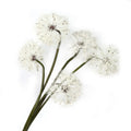 AF15006 Wholesale Artificial Dandelion Ball Flower Artificial Flower Plant Bouquet for Wedding Home Furnishing Decoration