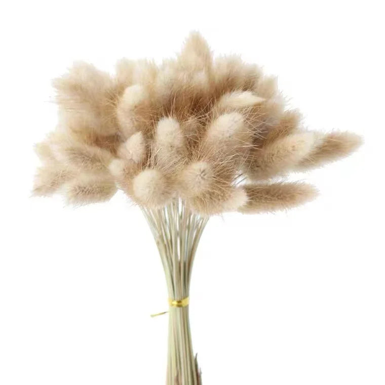 O-X0020 Dried Natural Bunny Tail Grass Lagurus Ovatus Grass for Home Wedding Decoration Preserved Flower Arrangement