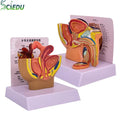 Pvc Pelvis Model Human  Anatomy Model Pelvis Model Female  Male Reproductive System Model Advanced Teaching Equipment
