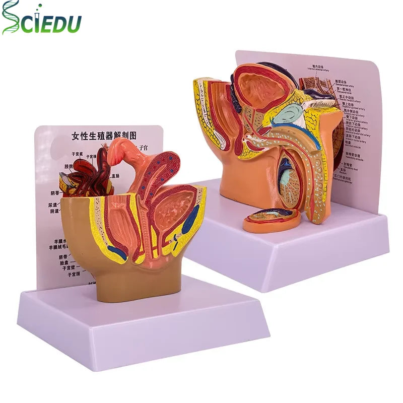 Pvc Pelvis Model Human  Anatomy Model Pelvis Model Female  Male Reproductive System Model Advanced Teaching Equipment