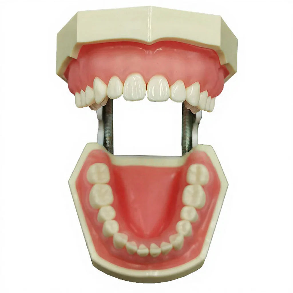 Dental 28 Typodont Removable Soft Gums Manikin Dentist Veneer Teeth Preparation Orthodontic Student Oral Teaching Practice