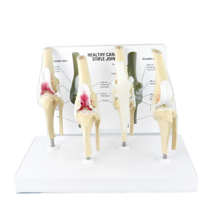 4 Stages Dog Knee Model Life Size PVC Dog Artificial Knee Joint Model