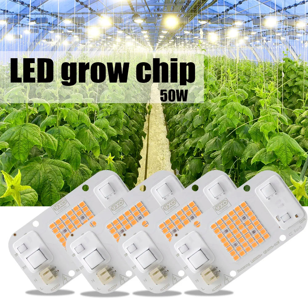 Hydroponic Growing Systems 50 Watt Cob Led Chip Indoor Module Cob 50W 220V Full Spectrum Led Chip