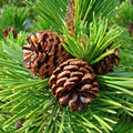S6 Large Luxury 1-15cm Wood Christmas Tree Decorations Natural Ornaments Pine Cone DIY Crafts and Natural Pine Cones