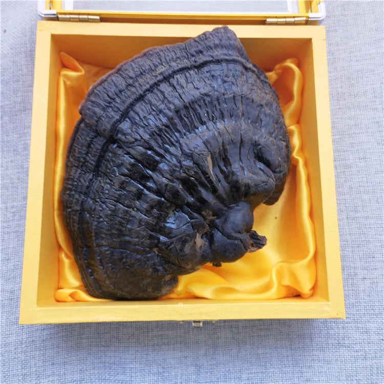 Ling Zhi High Quality Reishi Mushroom Dried Ganoderma Lucidum for Herbal