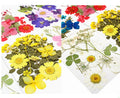 B0155 Wholesales China Daisy Handicraft Flower Press Fresh Real Natural Dried Flowers Dried Pressed Flower Resin for Art Crafts
