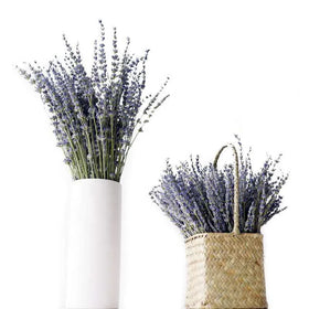 2024 Wholesale Natural Decorative Flowers and Plants Dried Lavender Flowers for Home Decor