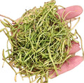 Pure Raw Lonicera Confusa Flower Dried Natural Lonicera Confusa Flowers Buds for Blooming Tea
