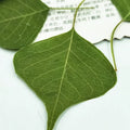 I639 Leaf Plant Specimens Epoxy Handicrafts Decoration Natural Dried Pressed Real Leaves and Flowers