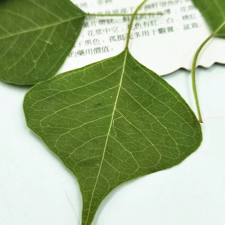 I639 Leaf Plant Specimens Epoxy Handicrafts Decoration Natural Dried Pressed Real Leaves and Flowers