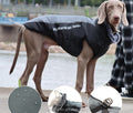 New Arrival XXL Winter Coat for Large Dogs Waterproof Reflective Pet Cotton Clothes Solid for Autumn Protection Accessories