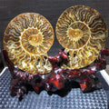 Pair Natural Conch Fossils Slice Rainbow Ammonite Fossil Stone Snail Conch Fossil Specimen for Sale