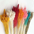 Boho Decor Natural Jewelry Grass Dried Flowers and Plants Gem Grass Phalaris for Mother Day Gift Flowers Bouquet