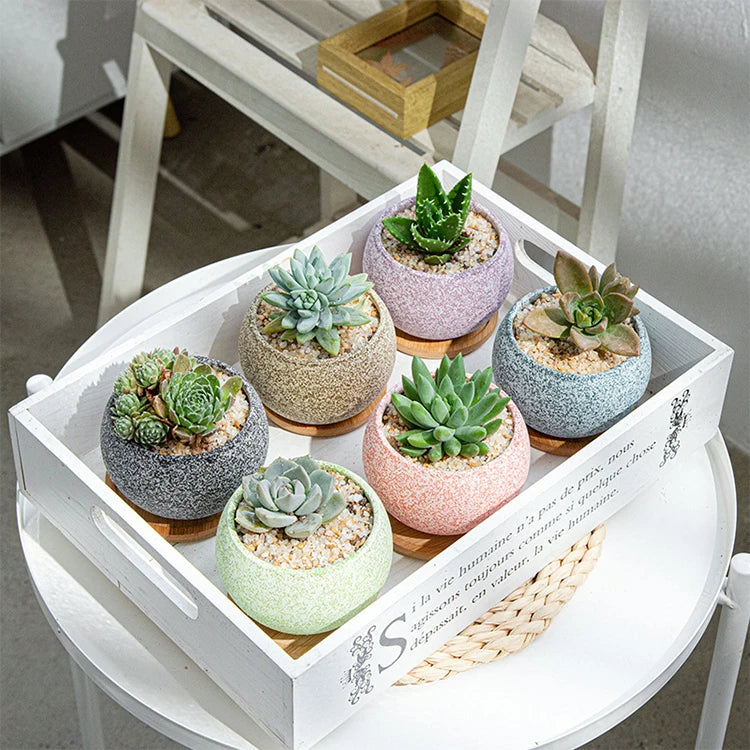 Creative Succulent Flower Pots Cross-border Ceramic Home Gardening Pots Gardening Macaron Potted Combination Flowerpots