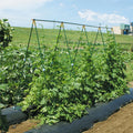 A Type Tall Plastic Plant Stand Climbing Frame Set Garden Trellis