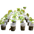 Hot Sale 5 cm Plastic Nursery Grow Pots for Garden Plants