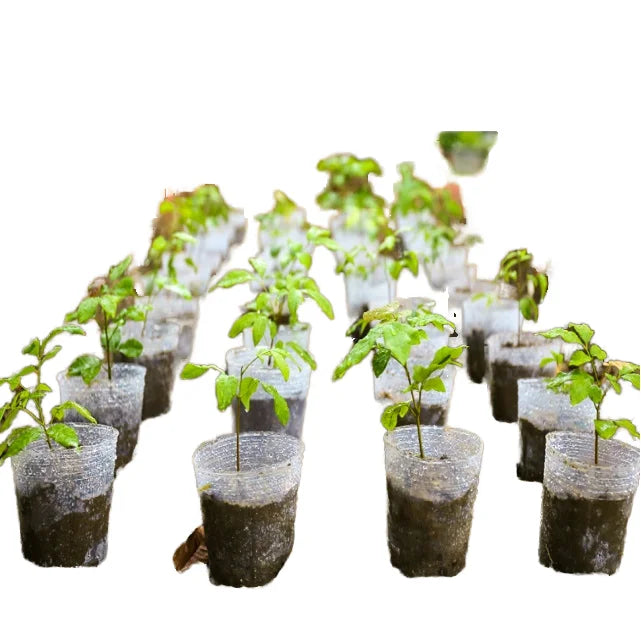 Hot Sale 5 cm Plastic Nursery Grow Pots for Garden Plants