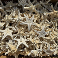 Summer Beach Ocean Style Natural Shell Starfish Crafts for Decoration Jewelry Making Accessories