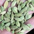 Spice Amomum Cardamomum Nut Raw Big Dried Green Amomum Cardamomum Fruits for Sale