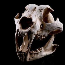 Resin Craft Dog Skull SKE09 Animal Skeleton Ornament for Haunted House Decoration and Teaching/Research Model