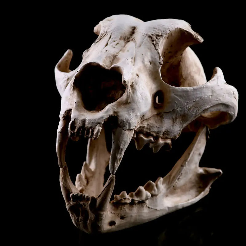 Resin Craft Dog Skull SKE09 Animal Skeleton Ornament for Haunted House Decoration and Teaching/Research Model