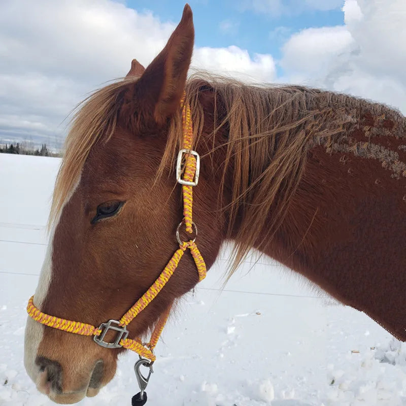 New product 2026 2023 New Unique Horse Halter Hardware Manufactured for Racing Training Includes Rein and Lead Rope