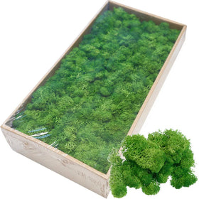 O-X0156 Hot Sale Sphangna Moss Natural Green Dried Preserved Moss for Home Decor Factory Wholesale Spagnum Moss