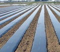 For 30 Micron PP Agricultural Dark Green Black Mulch Film Shade Sails & Enclosure Nets Control 90GSM