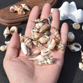 Hot Sale Natural Sea Aquarium Seashells Charm Wrapped Conch Shells Pendants Summer Ocean Sea Charm Gold Plated Bohemian Style