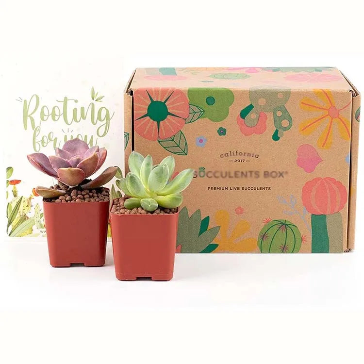 OEM Factory Custom Size Small Cardboard Corrugated Paper Succulents Packaging Plants Shipping Box