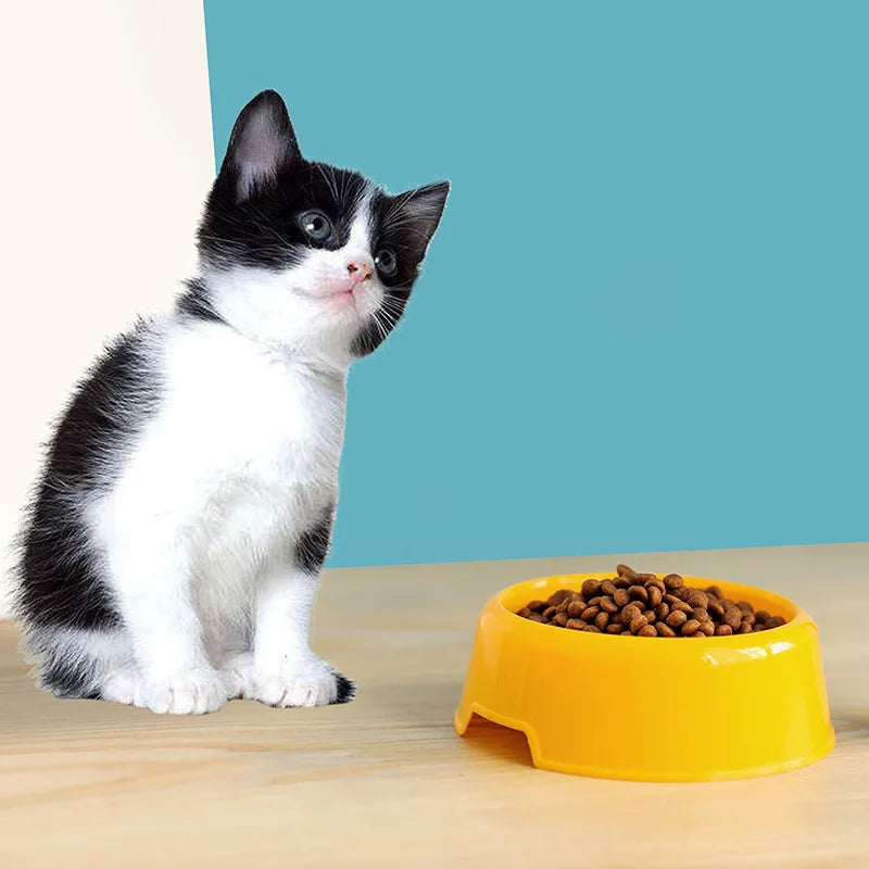 Candy-Colored Solid Pattern Plastic Pet Bowl Eco-Friendly Small Medium Dog Food Feeder